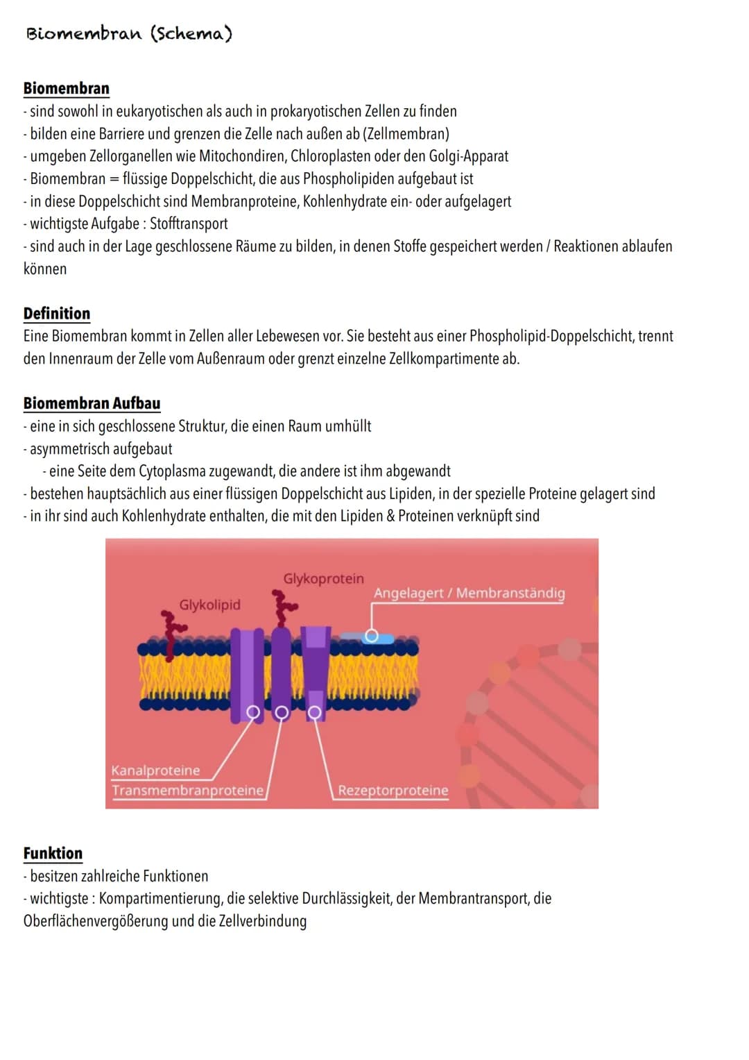 E-Phase
Zellbiologie BIOLOGY Abitur Checkliste - Themenübersicht
Struktur und Funktion von Zellen
Organisationsstufen und Kennzeichen des Le