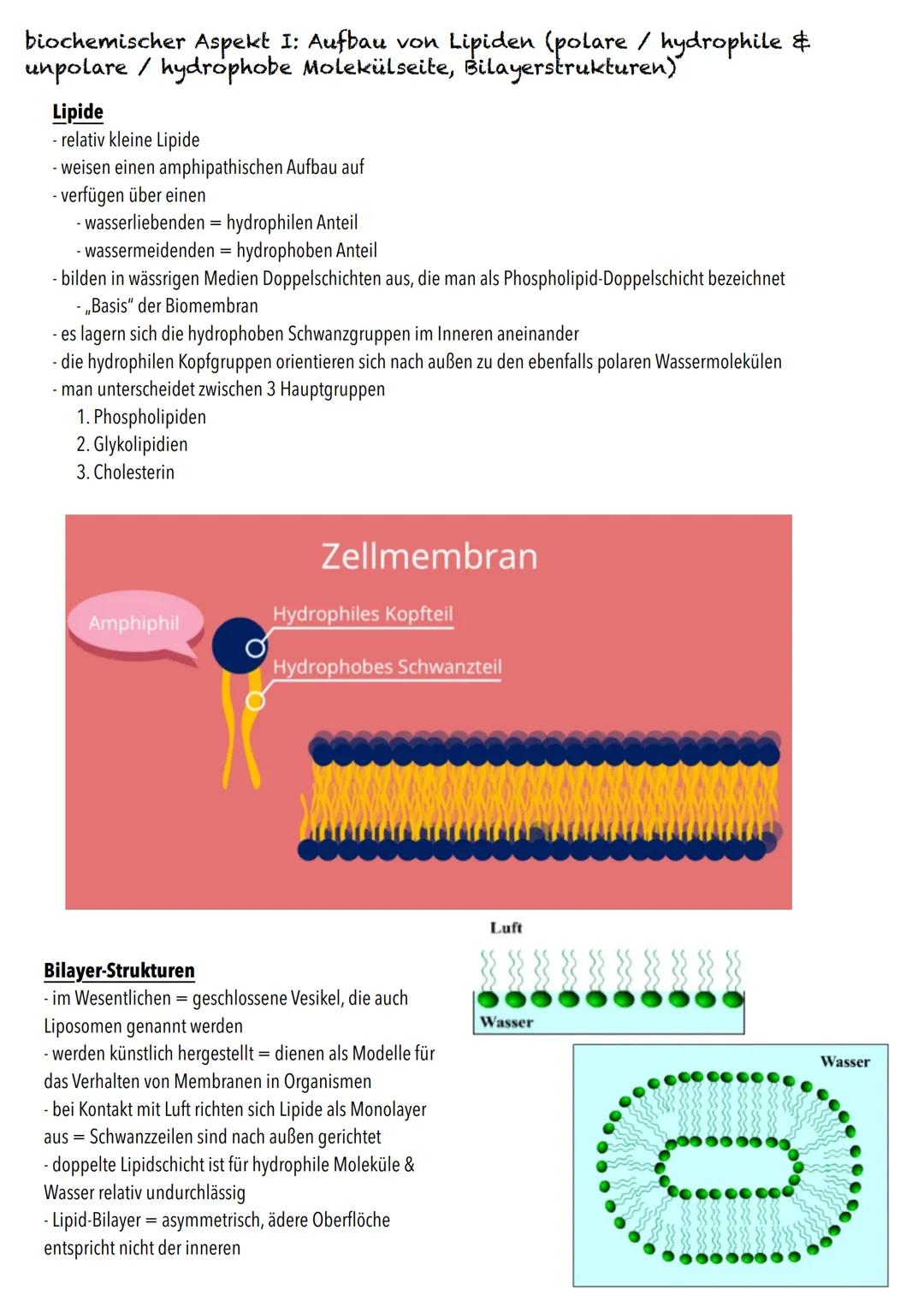 E-Phase
Zellbiologie BIOLOGY Abitur Checkliste - Themenübersicht
Struktur und Funktion von Zellen
Organisationsstufen und Kennzeichen des Le