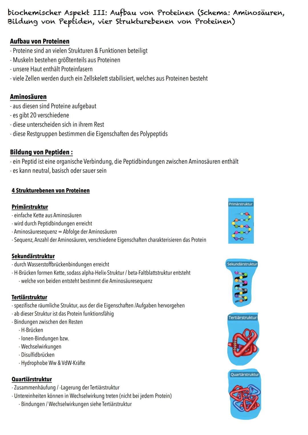 E-Phase
Zellbiologie BIOLOGY Abitur Checkliste - Themenübersicht
Struktur und Funktion von Zellen
Organisationsstufen und Kennzeichen des Le