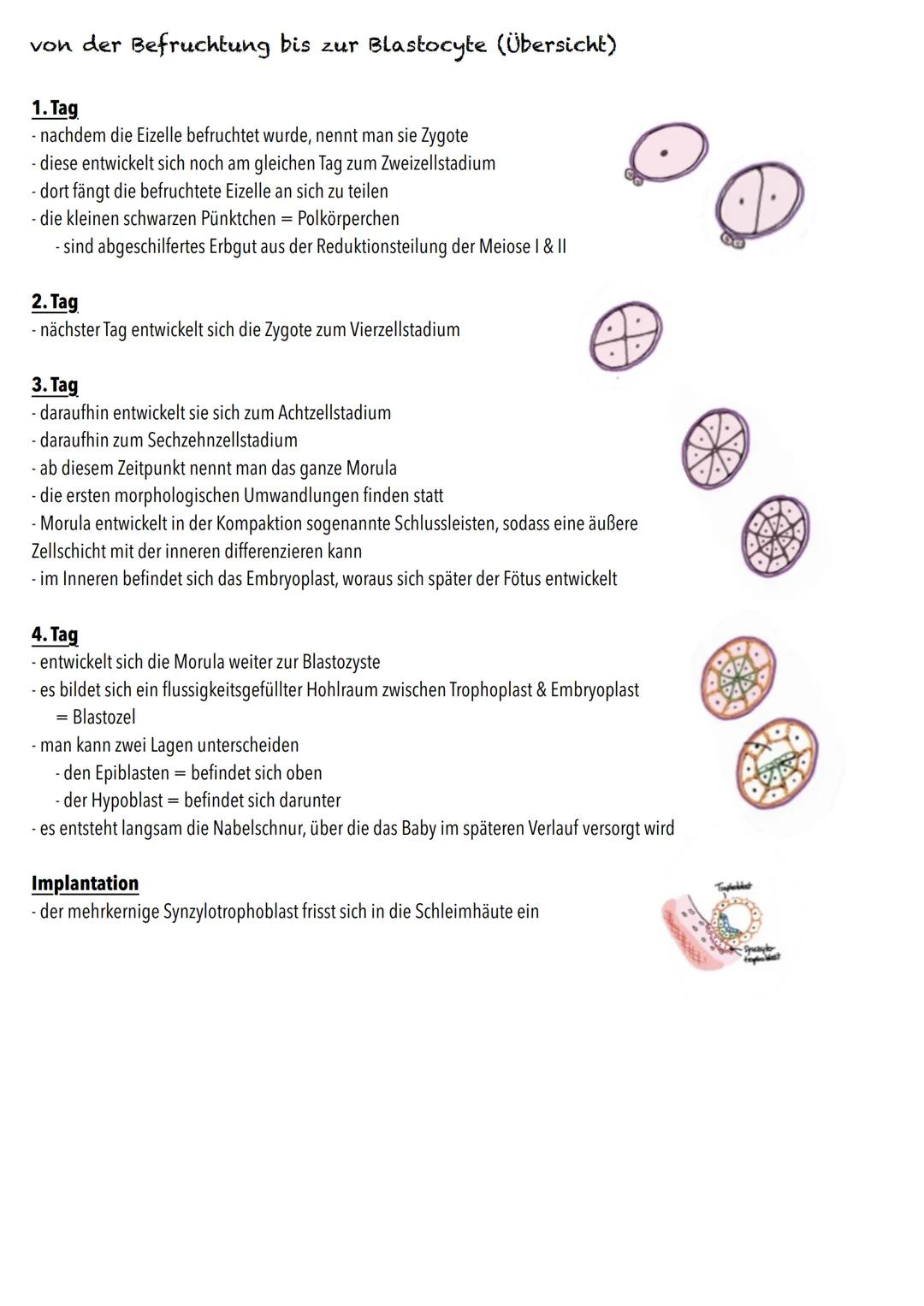 E-Phase
Zellbiologie BIOLOGY Abitur Checkliste - Themenübersicht
Struktur und Funktion von Zellen
Organisationsstufen und Kennzeichen des Le