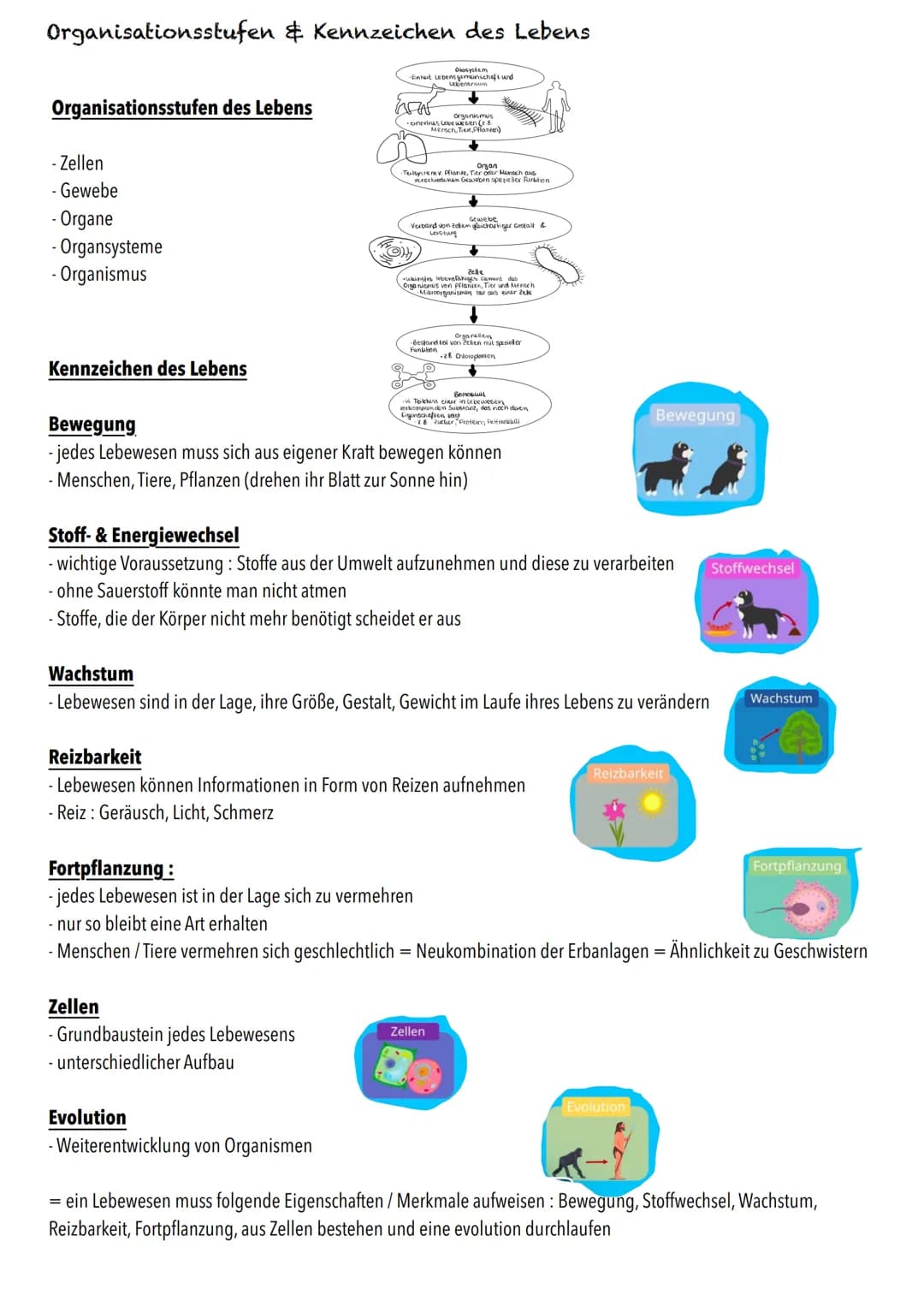 E-Phase
Zellbiologie BIOLOGY Abitur Checkliste - Themenübersicht
Struktur und Funktion von Zellen
Organisationsstufen und Kennzeichen des Le