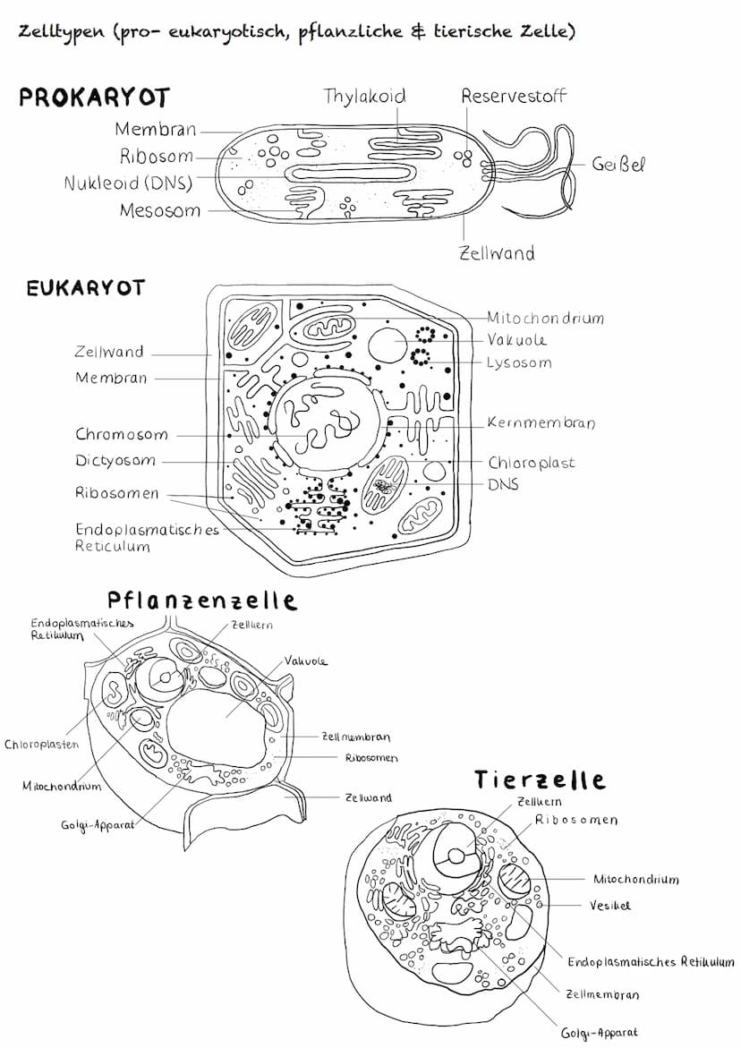 E-Phase
Zellbiologie BIOLOGY Abitur Checkliste - Themenübersicht
Struktur und Funktion von Zellen
Organisationsstufen und Kennzeichen des Le
