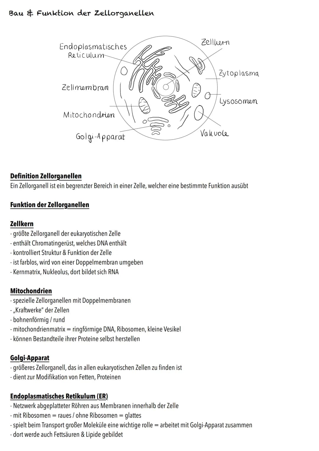 E-Phase
Zellbiologie BIOLOGY Abitur Checkliste - Themenübersicht
Struktur und Funktion von Zellen
Organisationsstufen und Kennzeichen des Le