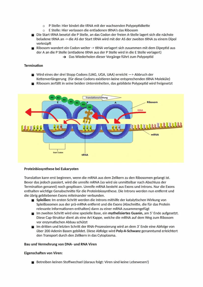 Aufbau der DNA
Nucleinsäuren
Ein Nukleotid ist ein Grundbaustein von Nukleinsäuren (DNA und RNA). Viele Arten von Nukleotiden
haben lebensno