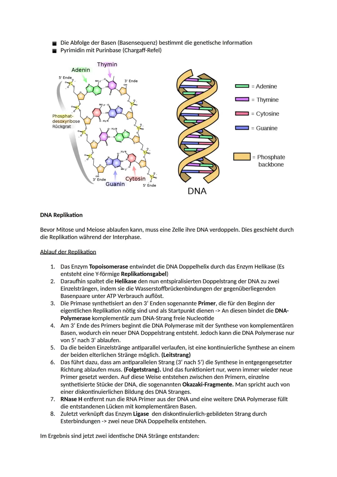 Aufbau der DNA
Nucleinsäuren
Ein Nukleotid ist ein Grundbaustein von Nukleinsäuren (DNA und RNA). Viele Arten von Nukleotiden
haben lebensno