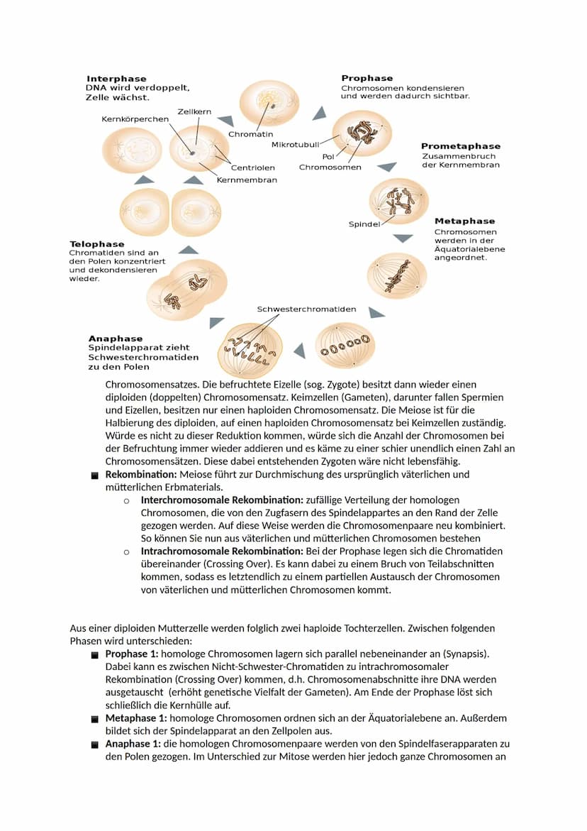 Aufbau der DNA
Nucleinsäuren
Ein Nukleotid ist ein Grundbaustein von Nukleinsäuren (DNA und RNA). Viele Arten von Nukleotiden
haben lebensno