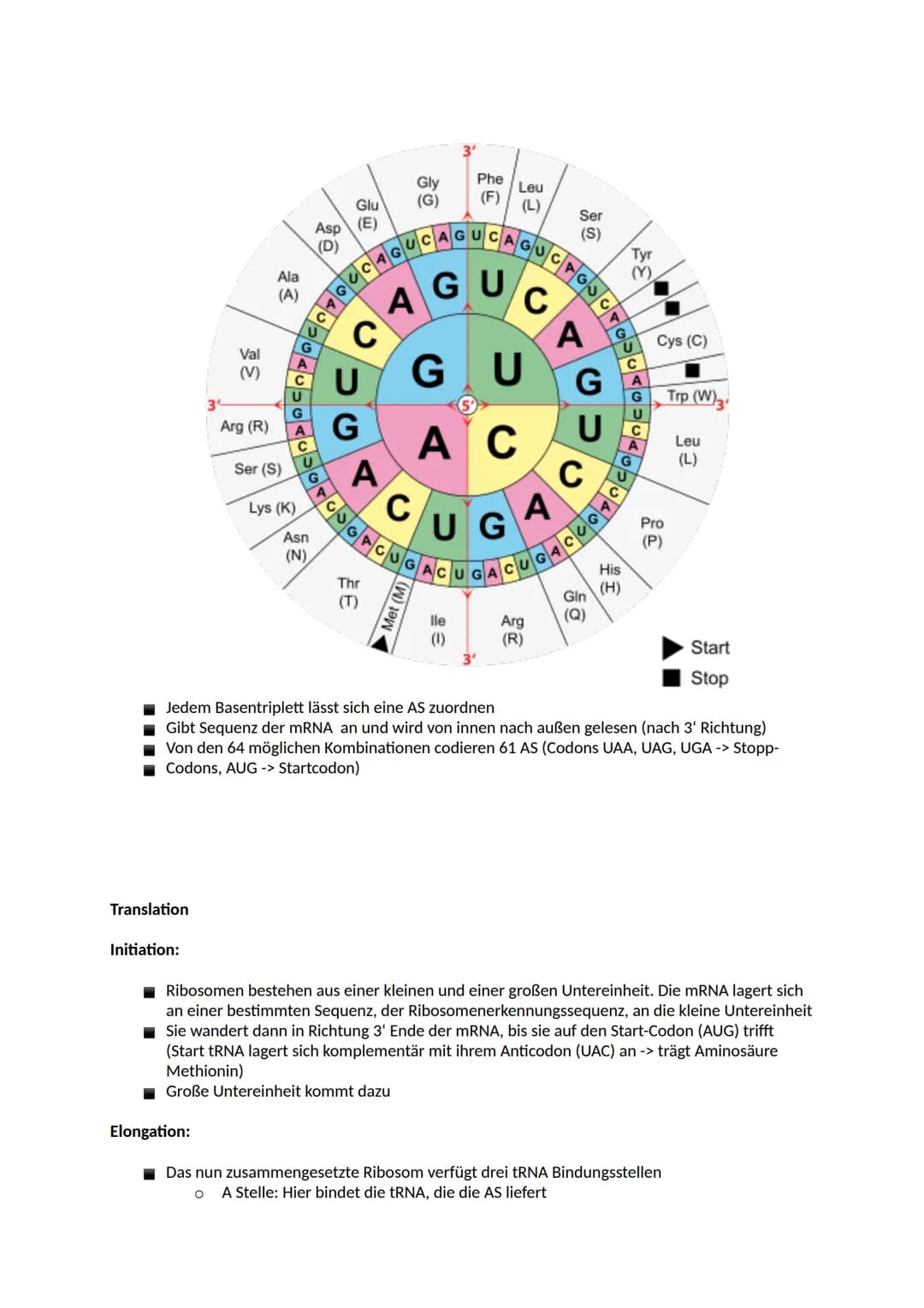Aufbau der DNA
Nucleinsäuren
Ein Nukleotid ist ein Grundbaustein von Nukleinsäuren (DNA und RNA). Viele Arten von Nukleotiden
haben lebensno