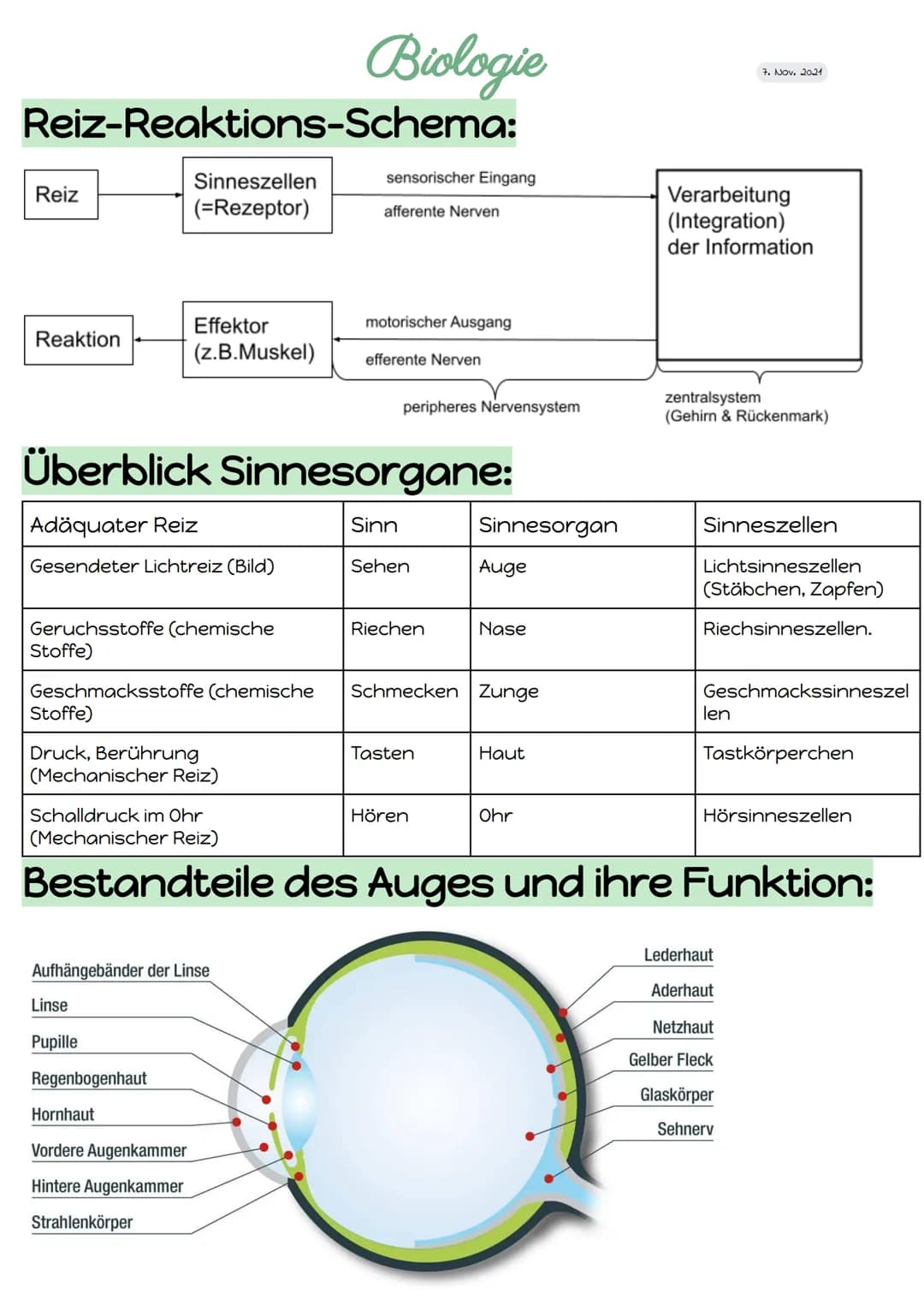 Reiz-Reaktions-Schema:
Reiz
Reaktion
Sinneszellen
(=Rezeptor)
Adäquater Reiz
Gesendeter Lichtreiz (Bild)
Effektor
(z.B.Muskel)
Geruchsstoffe