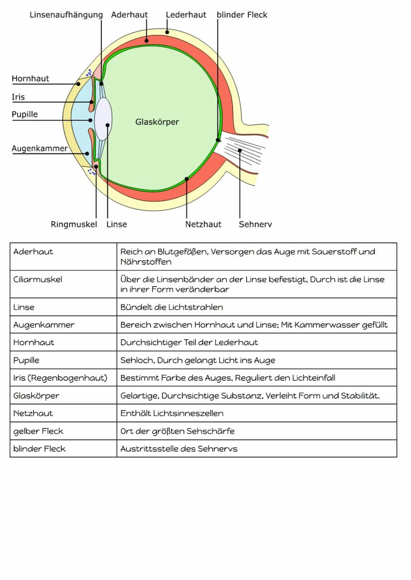 Reiz-Reaktions-Schema:
Reiz
Reaktion
Sinneszellen
(=Rezeptor)
Adäquater Reiz
Gesendeter Lichtreiz (Bild)
Effektor
(z.B.Muskel)
Geruchsstoffe