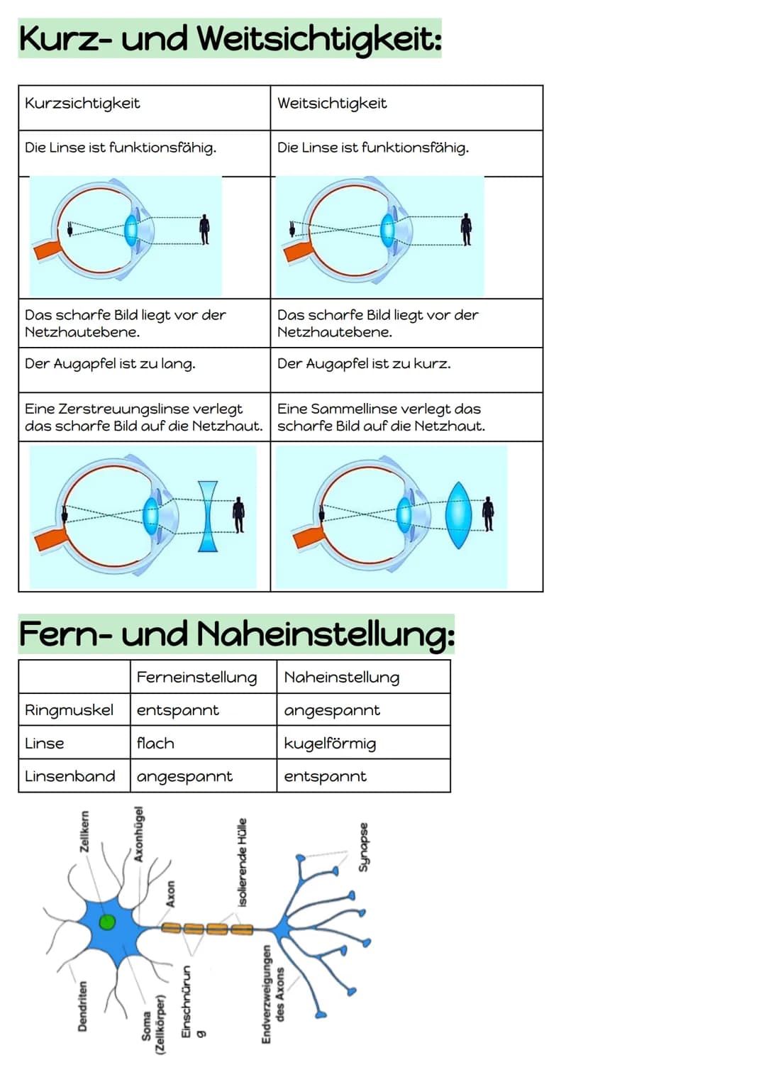 Reiz-Reaktions-Schema:
Reiz
Reaktion
Sinneszellen
(=Rezeptor)
Adäquater Reiz
Gesendeter Lichtreiz (Bild)
Effektor
(z.B.Muskel)
Geruchsstoffe