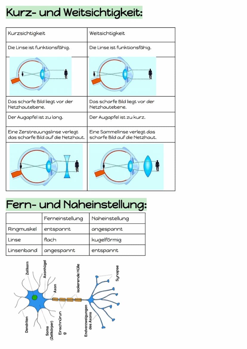 Reiz-Reaktions-Schema:
Reiz
Reaktion
Sinneszellen
(=Rezeptor)
Adäquater Reiz
Gesendeter Lichtreiz (Bild)
Effektor
(z.B.Muskel)
Geruchsstoffe