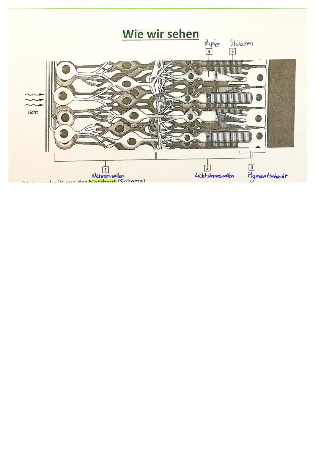 Reiz-Reaktions-Schema:
Reiz
Reaktion
Sinneszellen
(=Rezeptor)
Adäquater Reiz
Gesendeter Lichtreiz (Bild)
Effektor
(z.B.Muskel)
Geruchsstoffe