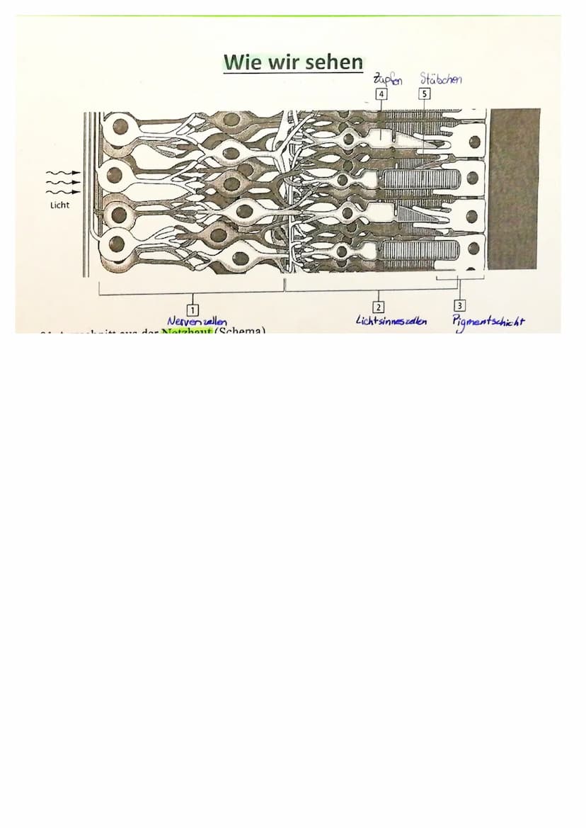 Reiz-Reaktions-Schema:
Reiz
Reaktion
Sinneszellen
(=Rezeptor)
Adäquater Reiz
Gesendeter Lichtreiz (Bild)
Effektor
(z.B.Muskel)
Geruchsstoffe