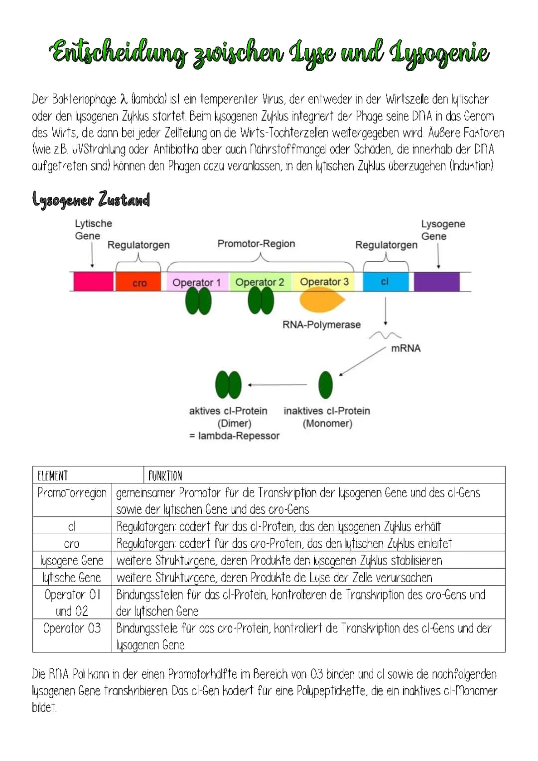 Lytischer und Lysogener Zyklus einfach erklärt - Unterschiede und Beispiele