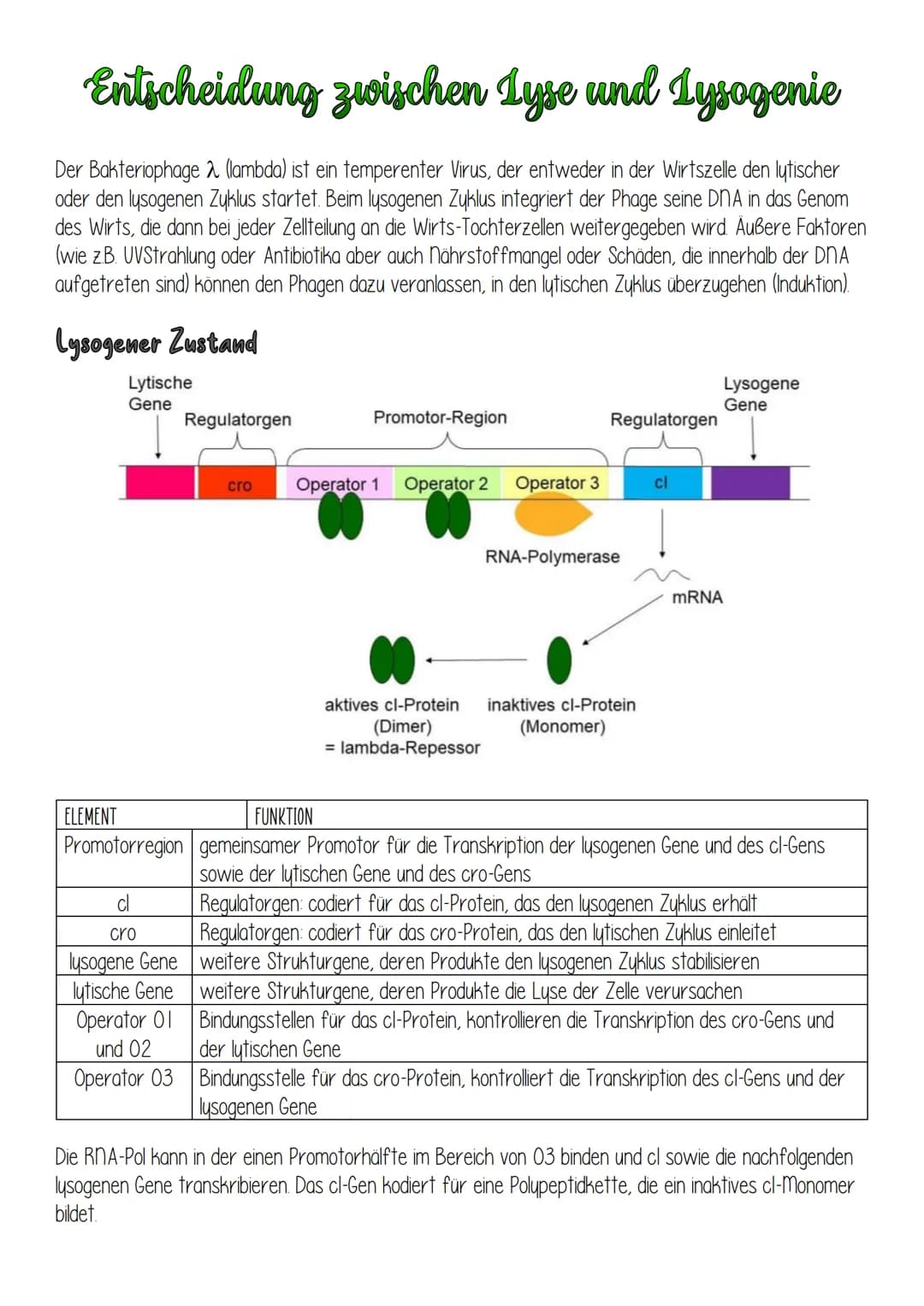 Entscheidung zwischen Lyse und Lysogenie
Der Bakteriophage 2 (lambda) ist ein temperenter Virus, der entweder in der Wirtszelle den lytische
