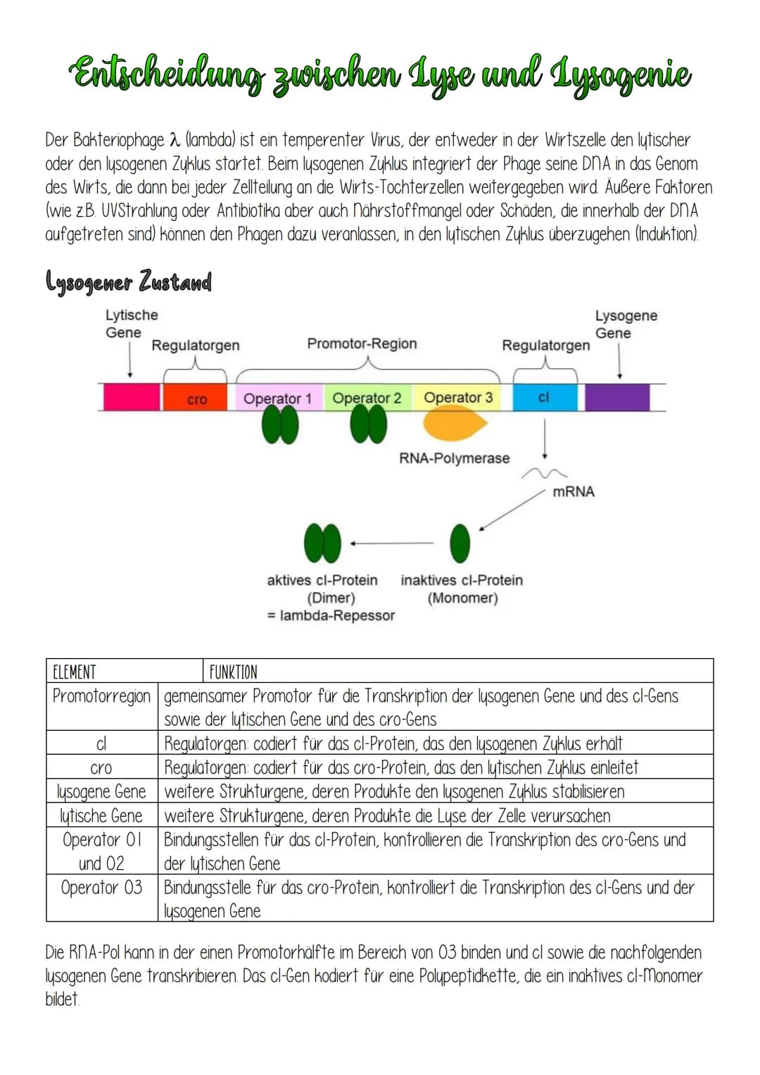 Entscheidung zwischen Lyse und Lysogenie
Der Bakteriophage 2 (lambda) ist ein temperenter Virus, der entweder in der Wirtszelle den lytische