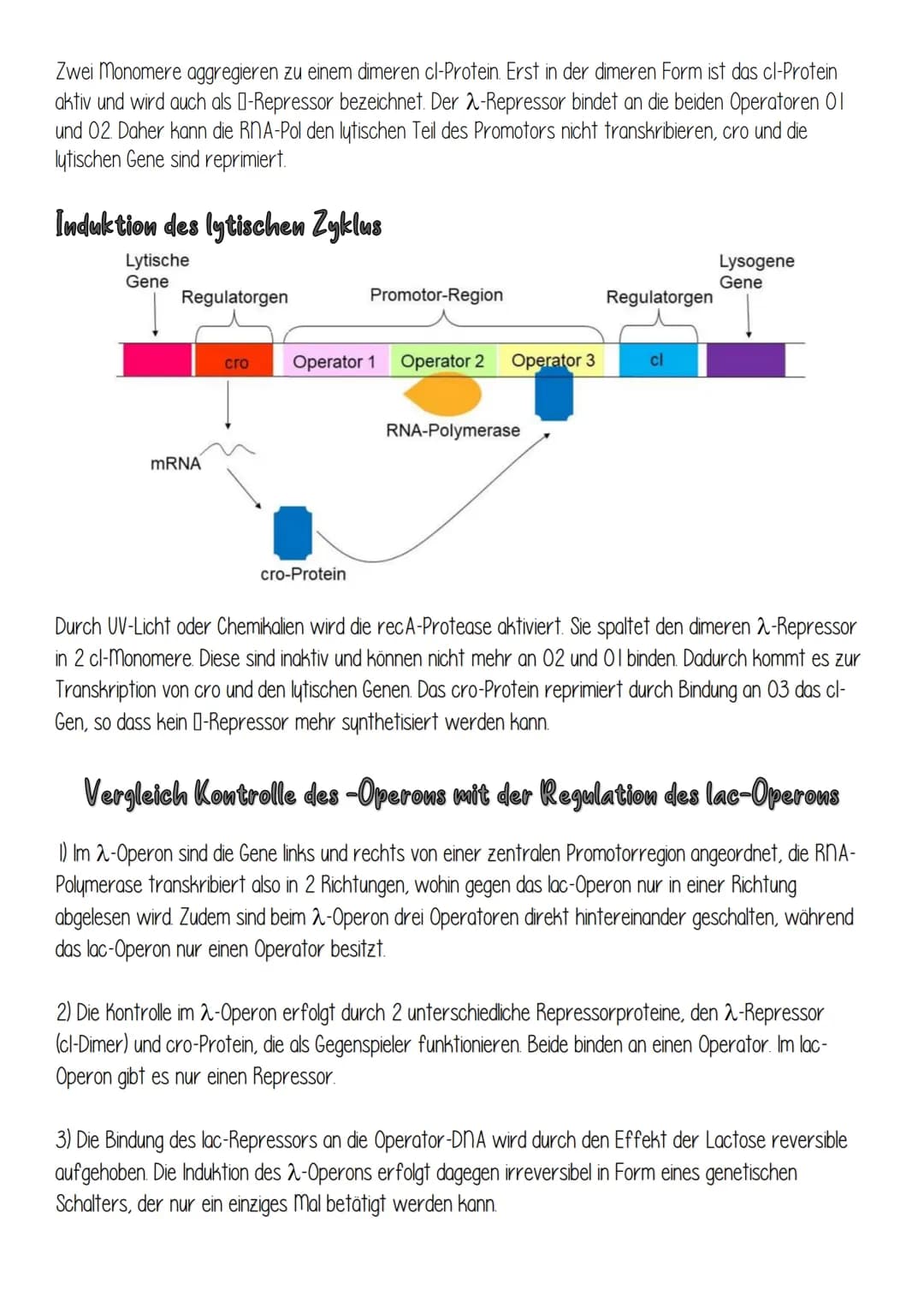 Entscheidung zwischen Lyse und Lysogenie
Der Bakteriophage 2 (lambda) ist ein temperenter Virus, der entweder in der Wirtszelle den lytische