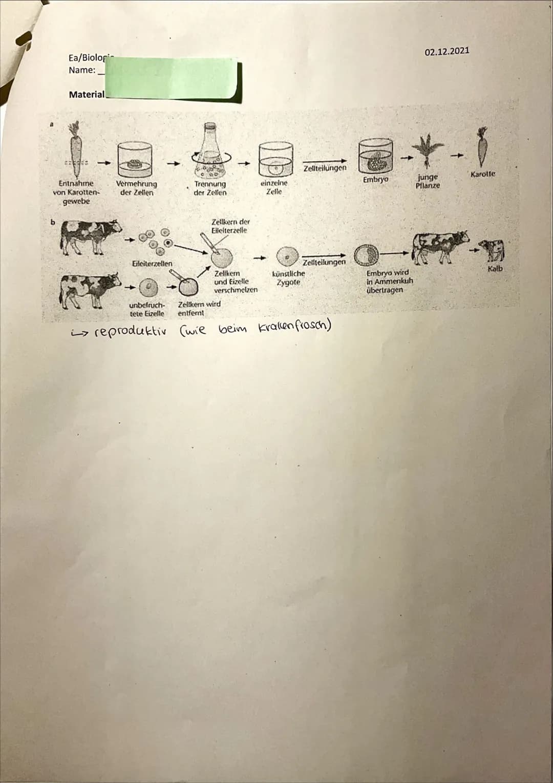 7
Ea/Biologie
Name:
Marie
1. Biologieklausur: Zellbiologie
Bearbeitungszeit: 90 min
Es sind keine Hilfsmittel zugelassen.
Zelltypen und Zell