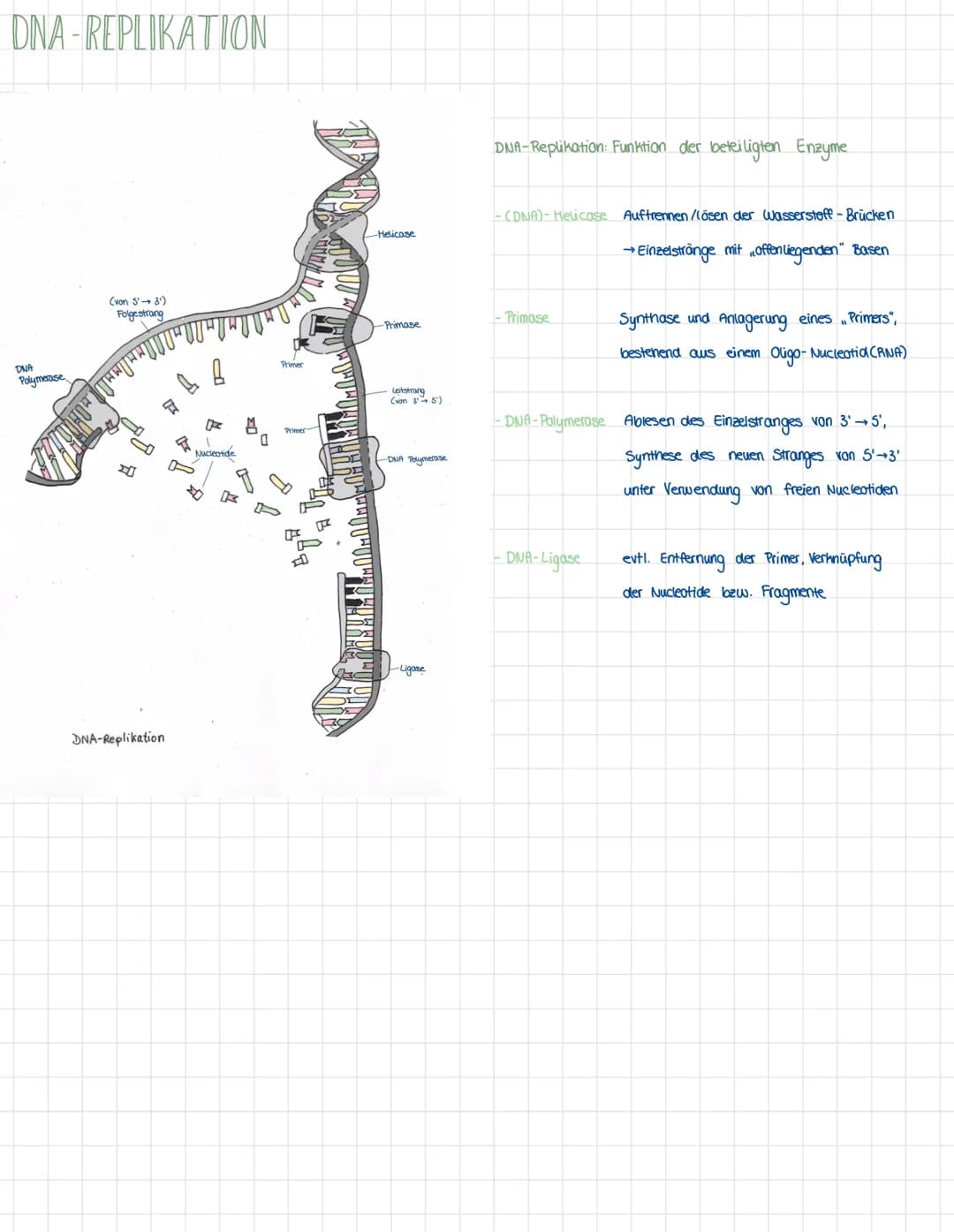 DNA-REPLIKATION
DNA
Polymerase
(von 5'3¹)
Folgestrang
DAN OD O
DNA-Replikation
☆
f
Nucleotide
-
M
0
Primer
Primer
Helicase
-Primase
Leitstra