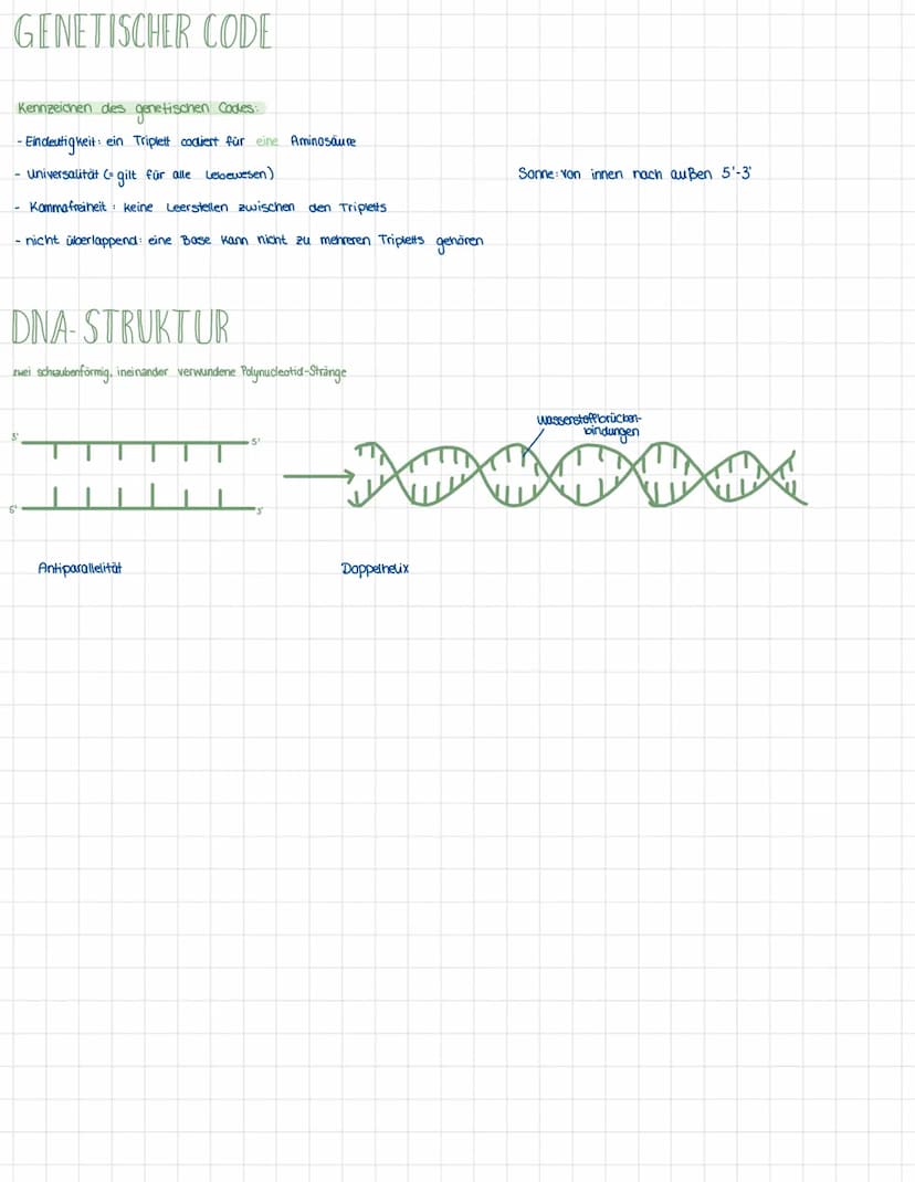 DNA-REPLIKATION
DNA
Polymerase
(von 5'3¹)
Folgestrang
DAN OD O
DNA-Replikation
☆
f
Nucleotide
-
M
0
Primer
Primer
Helicase
-Primase
Leitstra