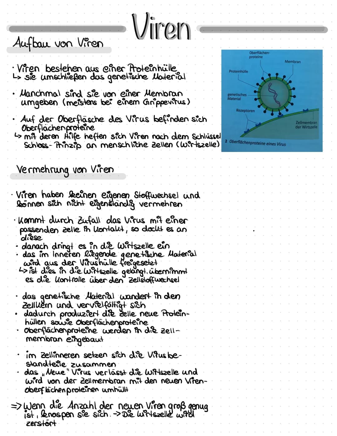 Viren
Aufbau von Viren
• Viren bestehen aus einer Proteinhülle
L> sie umschließen das genetische Material
Manchmal sind sie von einer Membra