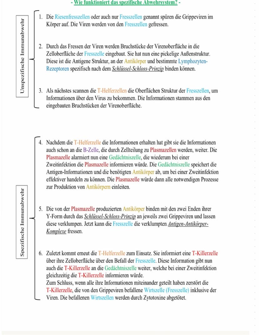 Viren
Aufbau von Viren
• Viren bestehen aus einer Proteinhülle
L> sie umschließen das genetische Material
Manchmal sind sie von einer Membra