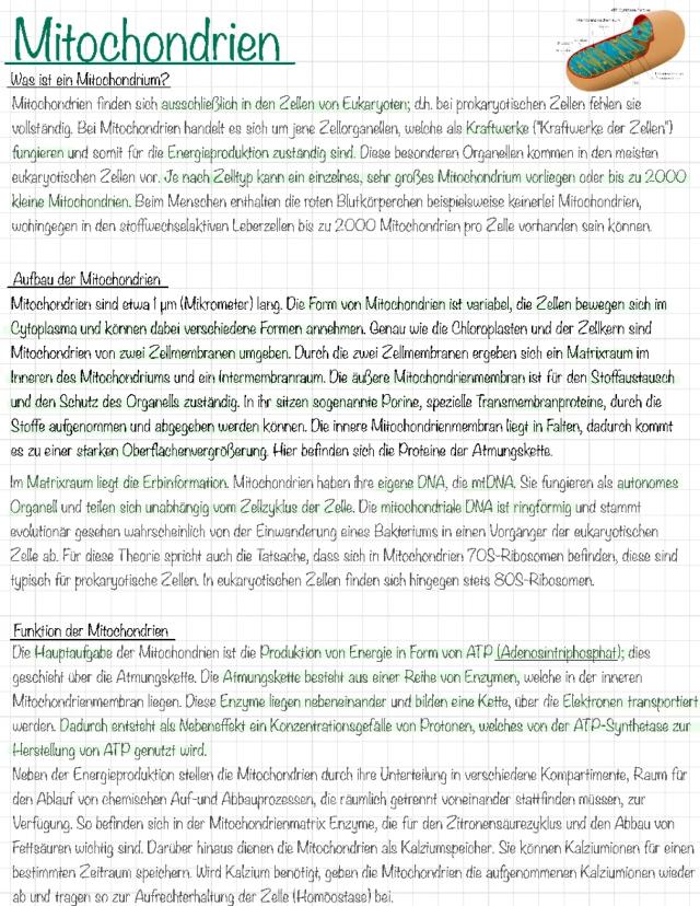 Know Mitochondrien  thumbnail
