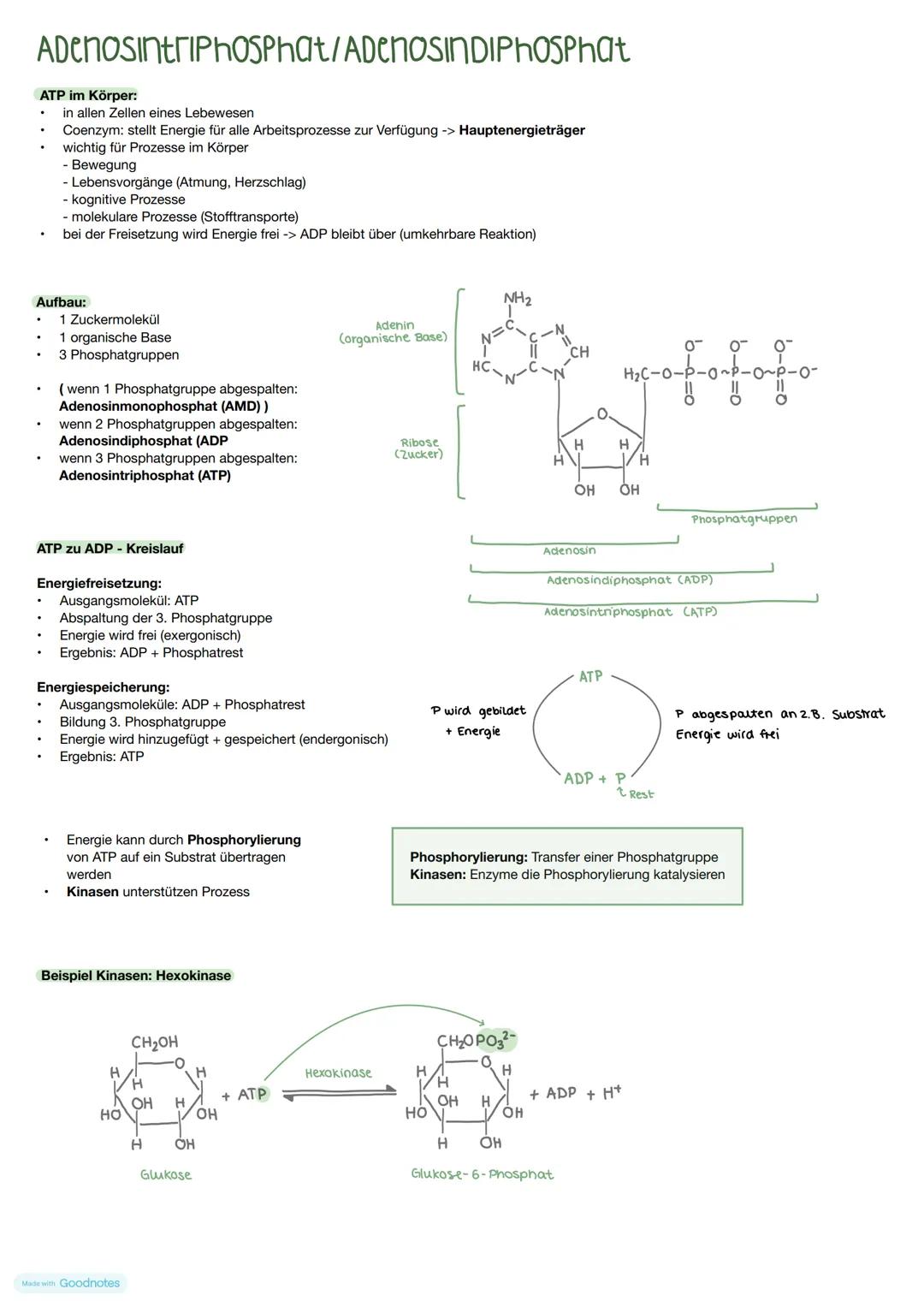 ADCnosintriPhosphat/ADenOSINDIPHOSPhat
ATP im Körper:
.
.
in allen Zellen eines Lebewesen
Coenzym: stellt Energie für alle Arbeitsprozesse z