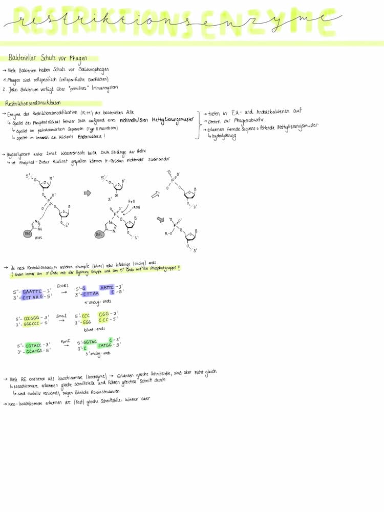 Know Restriktionsenzyme  thumbnail