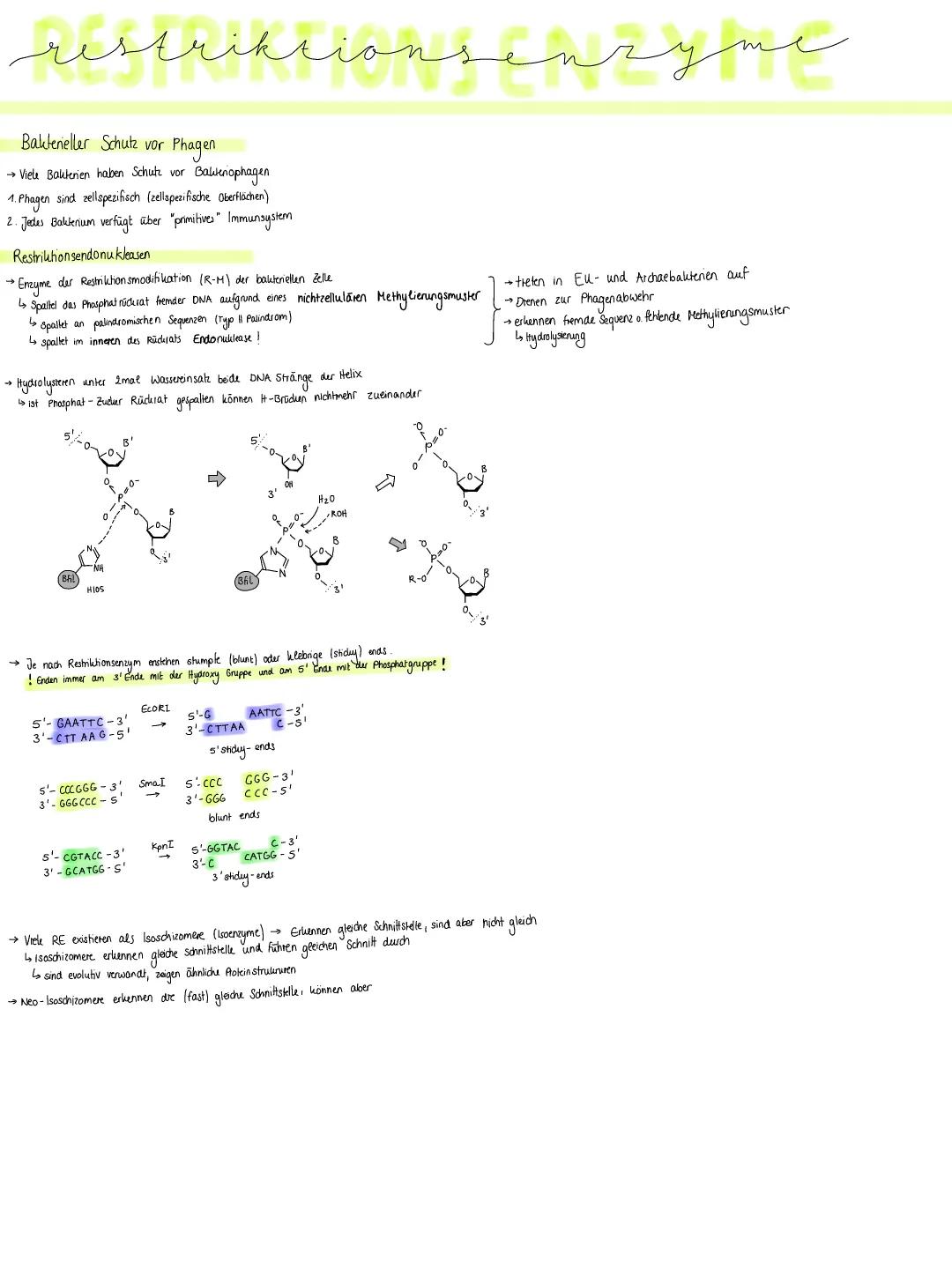 Wie funktionieren Restriktionsenzyme und Bakteriophagen? - Beispiele und Erklärungen