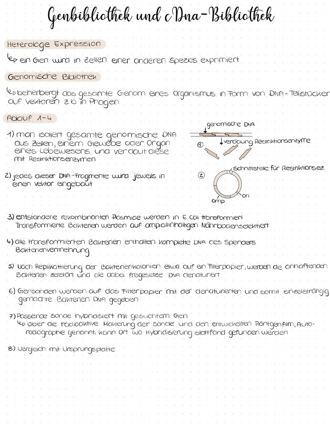Genbibliothek und cDna- Bibliothek
Heterologe Expression
lex
·ein Gen wird in Zellen einer anderen Spezies exprimiert
Genomische Bibliothek
