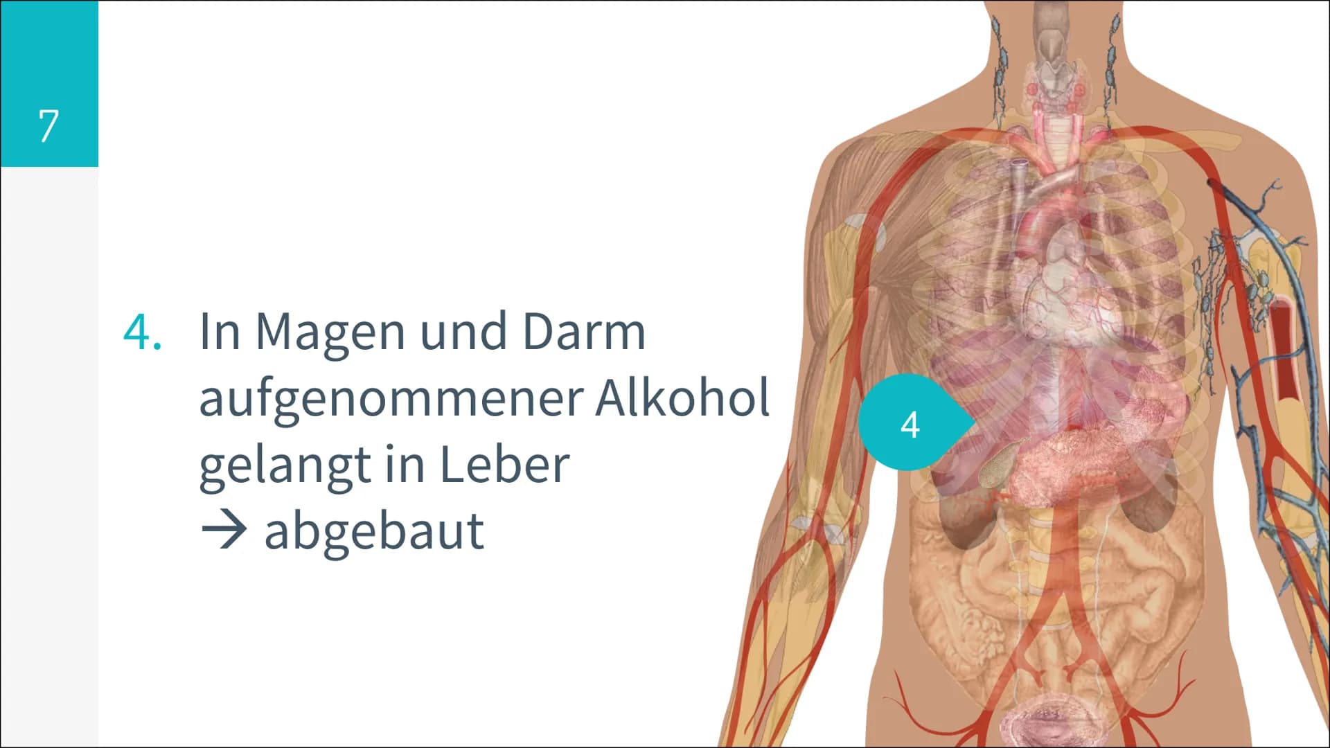 6,7 Mio.
konsumieren Alkohol
in gesundheitlich
riskanter Form
1,6 Mio.
davon sind
alkoholabhängig
25%
konsumieren Alkohol
mehrmals pro Woche