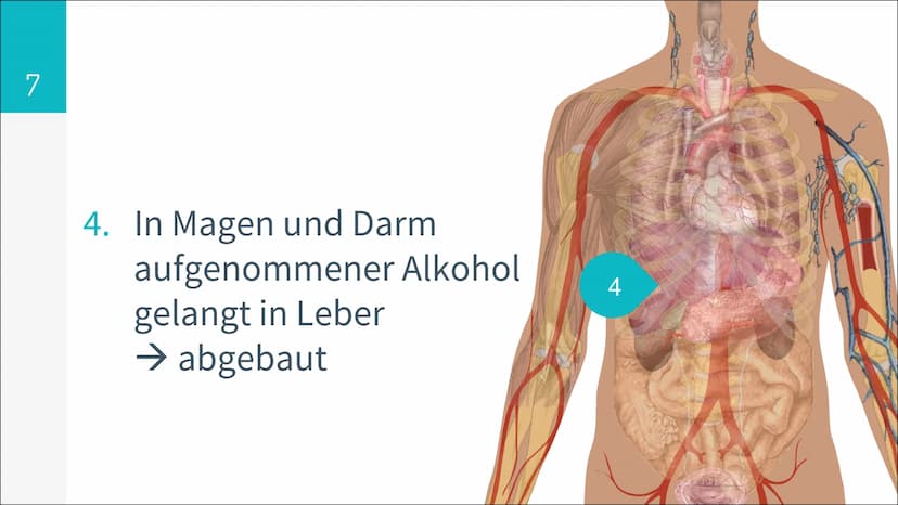 6,7 Mio.
konsumieren Alkohol
in gesundheitlich
riskanter Form
1,6 Mio.
davon sind
alkoholabhängig
25%
konsumieren Alkohol
mehrmals pro Woche