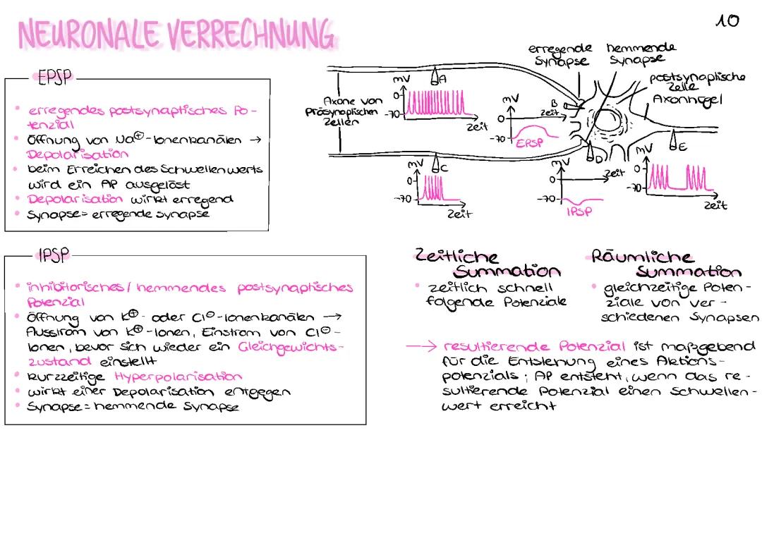 Neuronale Verrechnung: Räumliche und zeitliche Summation, IPSP vs EPSP