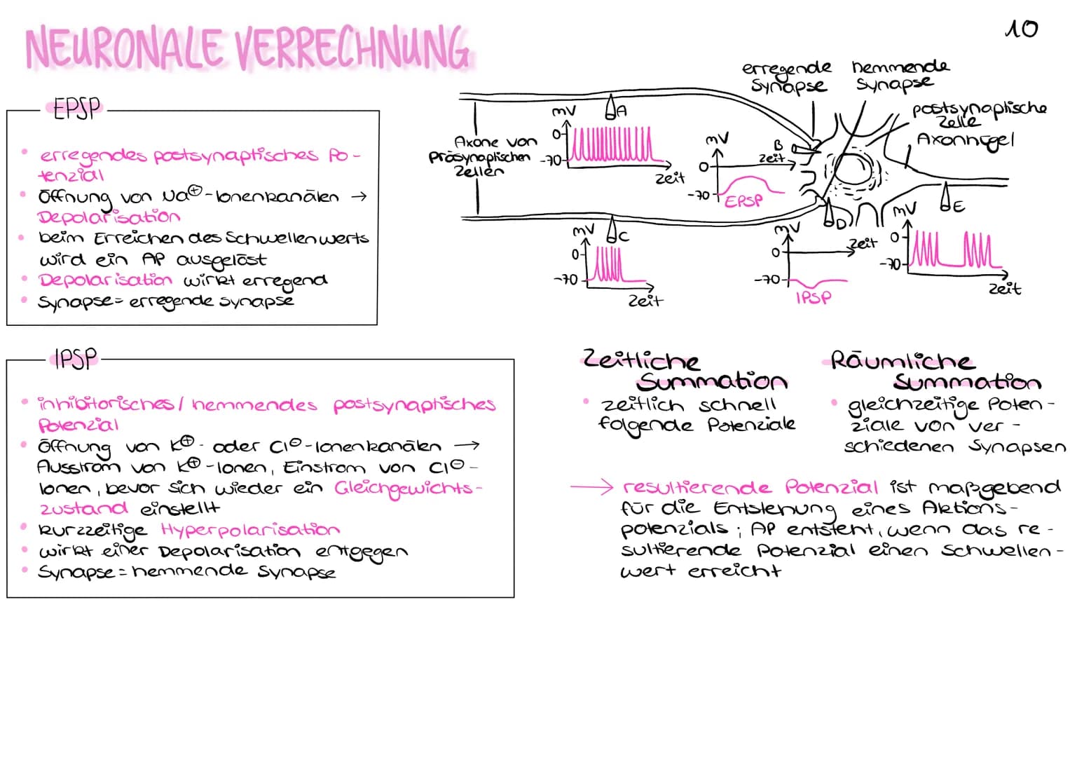 NEURONALE VERRECHNUNG
•
●
●
●
EPSP
erregendes postsynaptisches Po-
tenzial
Offnung von wa®-konenkanälen →
Depolarisation
beim Erreichen des 