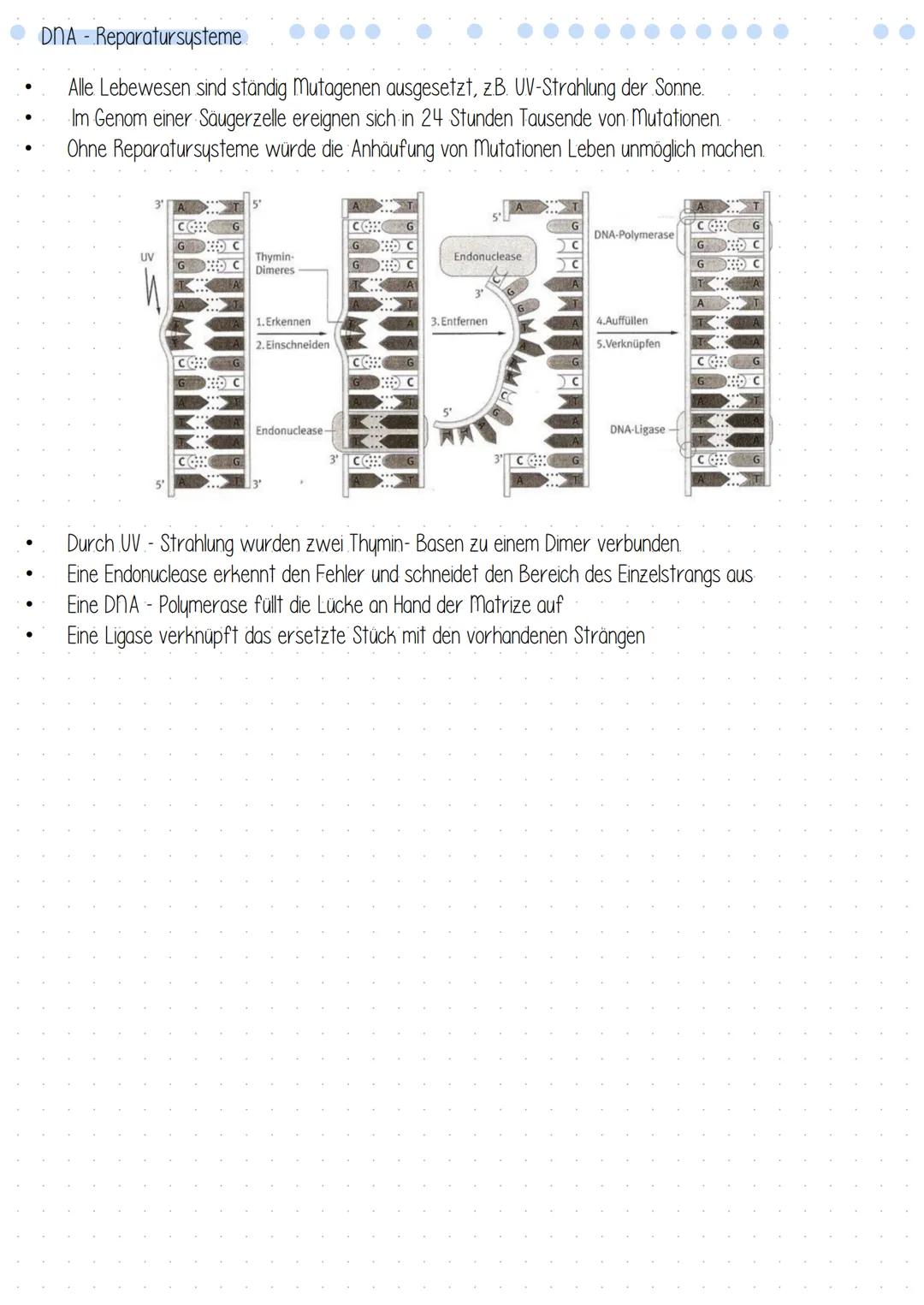 # Mutationen # Mutationen

Einteilung nach Erblichkeit
- In Körperzellen = somatische Mutation > nicht erblich
- In Keimbahnzellen* generati