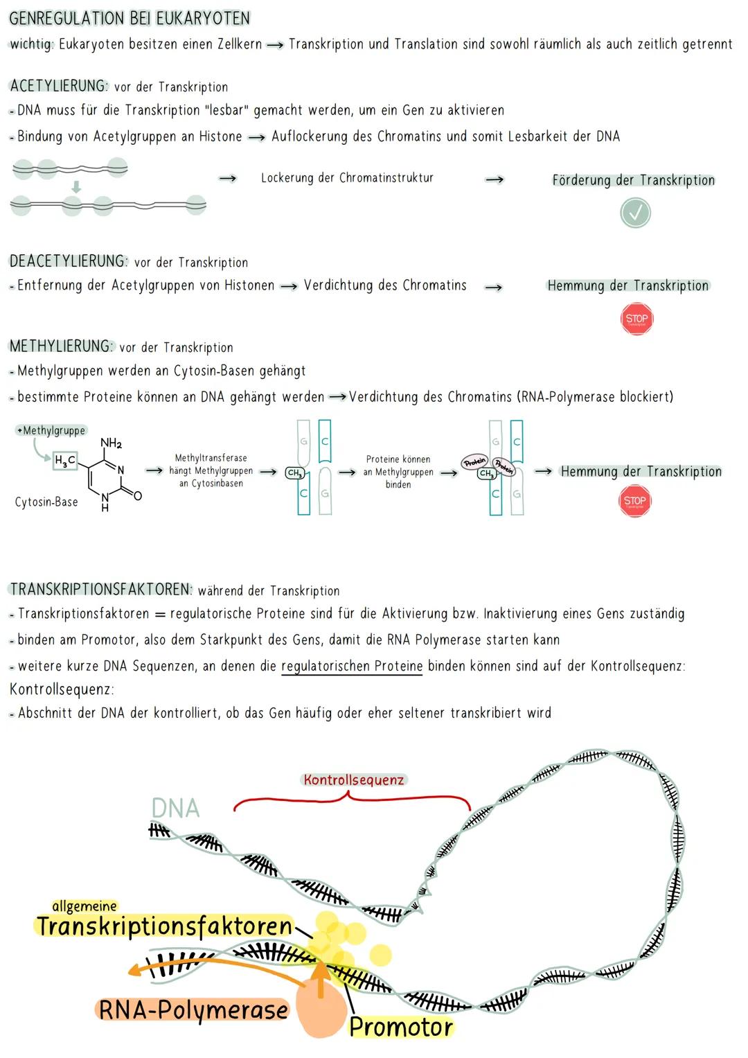 GENREGULATION BEI EUKARYOTEN
wichtig: Eukaryoten besitzen einen Zellkern Transkription und Translation sind sowohl räumlich als auch zeitlic