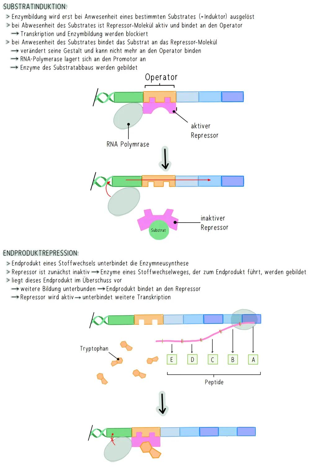 GENREGULATION BEI EUKARYOTEN
wichtig: Eukaryoten besitzen einen Zellkern Transkription und Translation sind sowohl räumlich als auch zeitlic