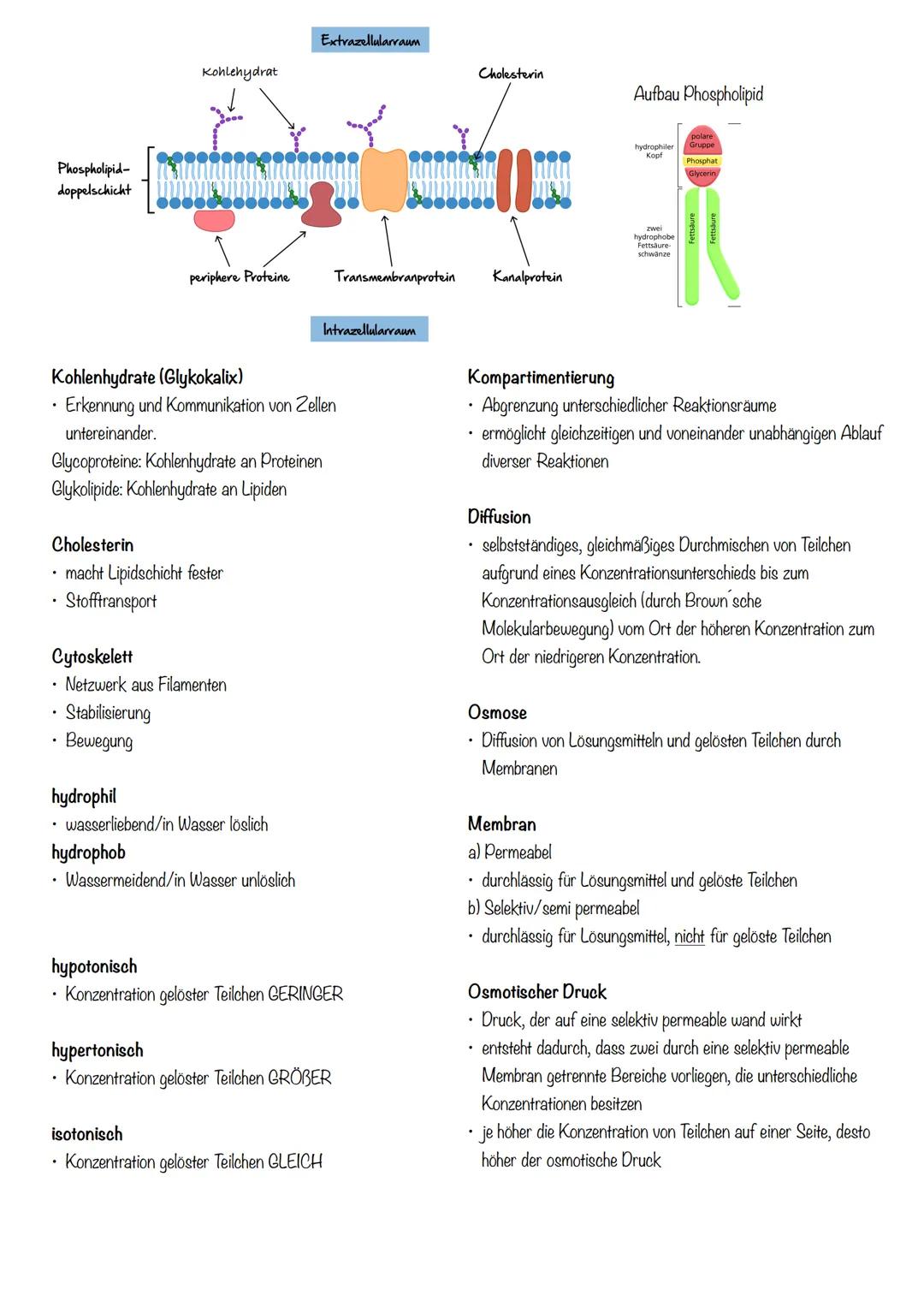 Passiver Stofftransport

außen
Lipid-
Doppel-
schicht

innen

einfache Diffusion

Carrier

Tunnelprotein

Carrier

erleichterte Diffusion

E