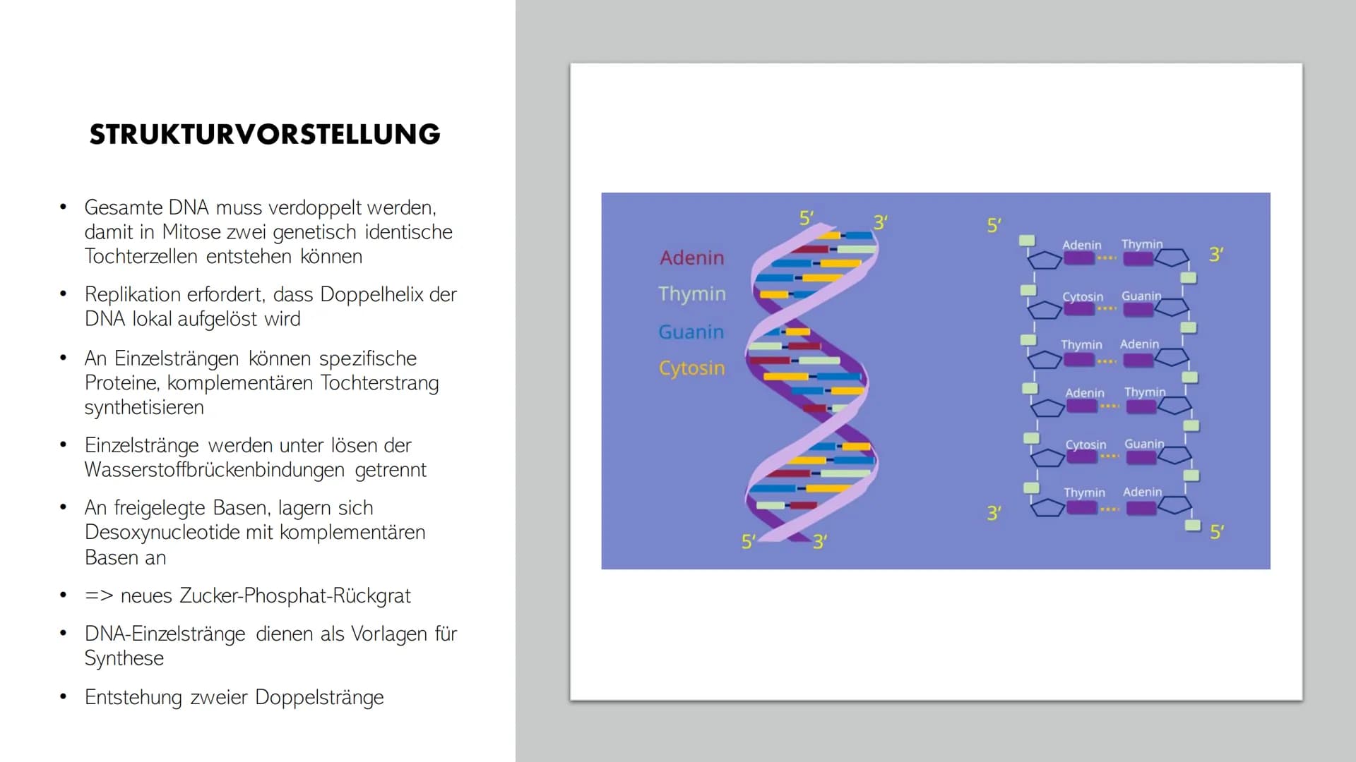 DNA-REPLIKATION
Johann, Alina, Vincent, Santino GLIEDERUNG
●
●
●
●
Allgemeine Informationen
Definition
Antiparallele DNA-Stränge
• Vorgang
E