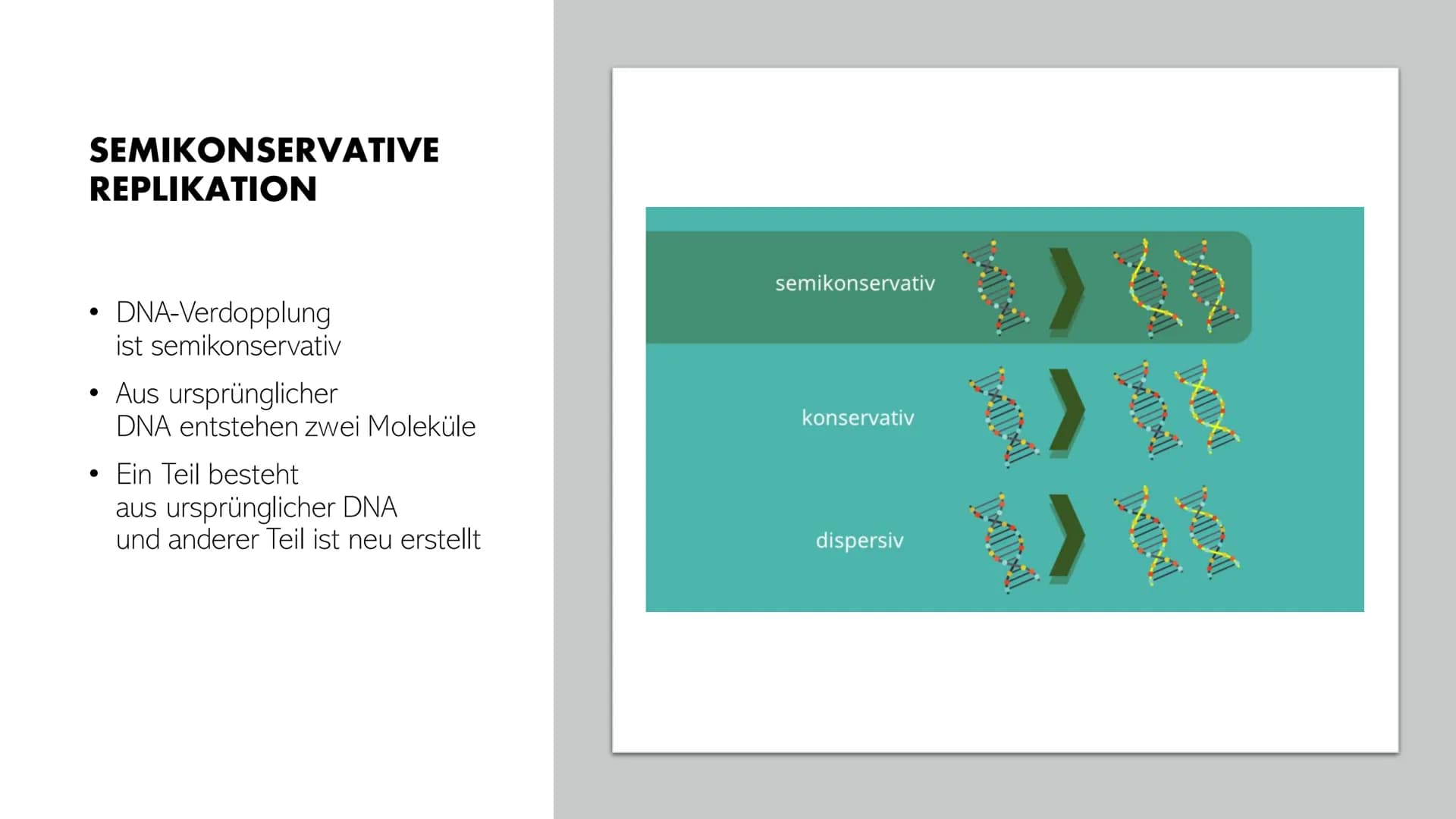 DNA-REPLIKATION
Johann, Alina, Vincent, Santino GLIEDERUNG
●
●
●
●
Allgemeine Informationen
Definition
Antiparallele DNA-Stränge
• Vorgang
E