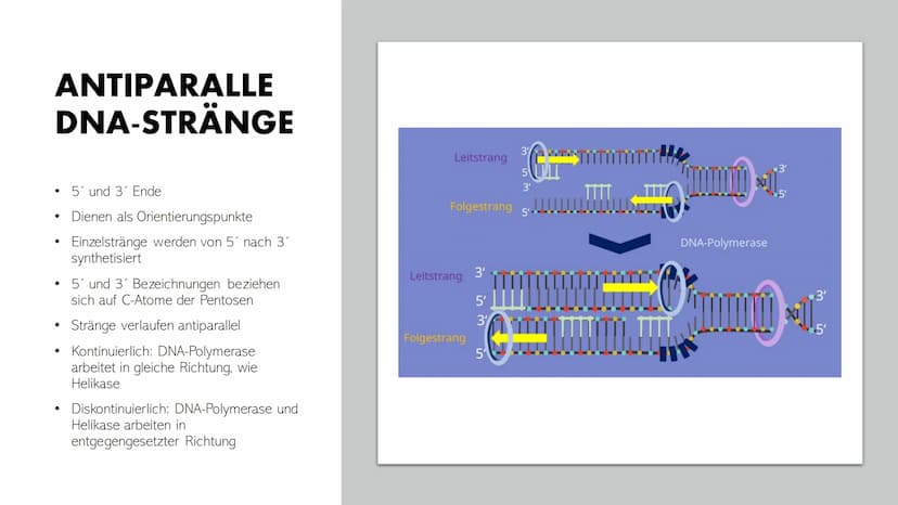DNA-REPLIKATION
Johann, Alina, Vincent, Santino GLIEDERUNG
●
●
●
●
Allgemeine Informationen
Definition
Antiparallele DNA-Stränge
• Vorgang
E