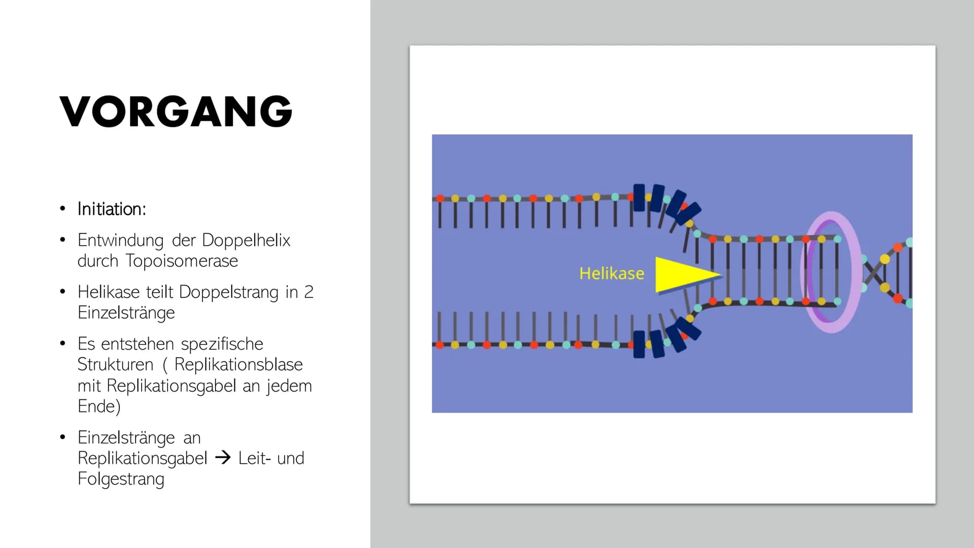 DNA-REPLIKATION
Johann, Alina, Vincent, Santino GLIEDERUNG
●
●
●
●
Allgemeine Informationen
Definition
Antiparallele DNA-Stränge
• Vorgang
E