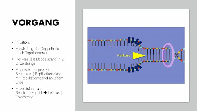 DNA-REPLIKATION
Johann, Alina, Vincent, Santino GLIEDERUNG
●
●
●
●
Allgemeine Informationen
Definition
Antiparallele DNA-Stränge
• Vorgang
E