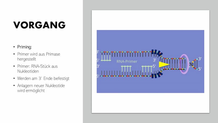DNA-REPLIKATION
Johann, Alina, Vincent, Santino GLIEDERUNG
●
●
●
●
Allgemeine Informationen
Definition
Antiparallele DNA-Stränge
• Vorgang
E