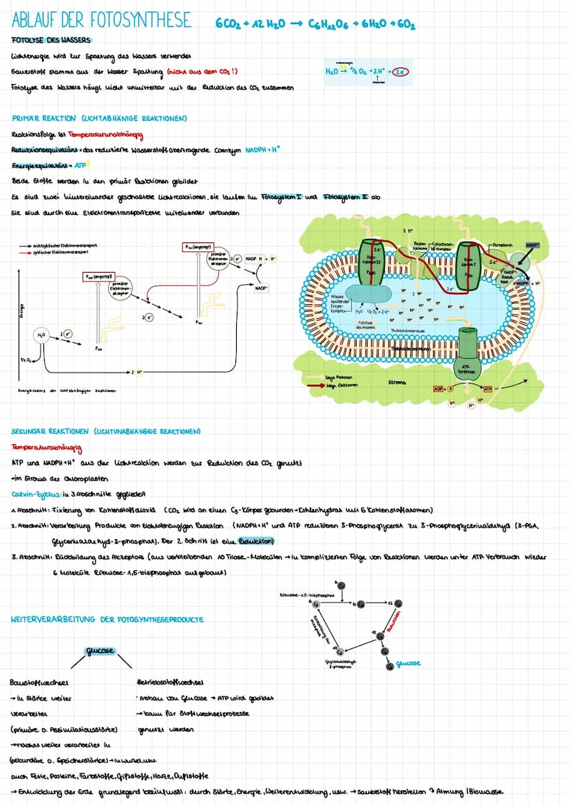 AUTOTROPHE ASSIMILATION
FOTOSYNTHESE
BEDEUTUNG
Bildung Nahrungsgrundlaage & Voraussetzung für das Leben aller Organismen → Sauerstoff
I
Folo