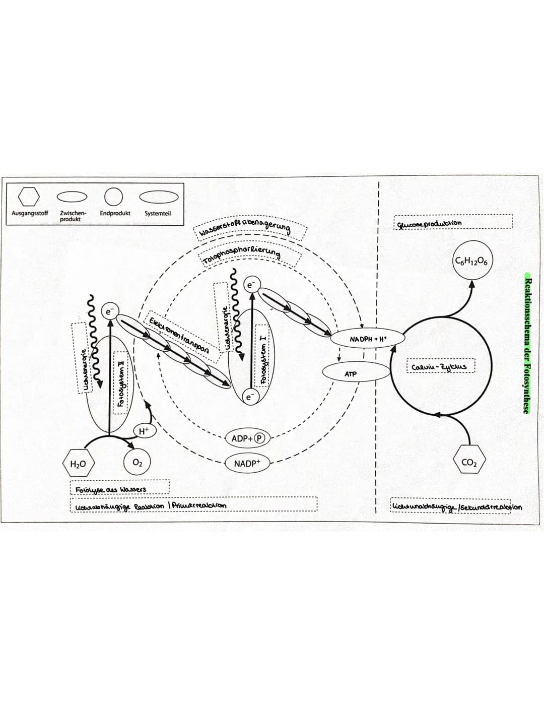 AUTOTROPHE ASSIMILATION
FOTOSYNTHESE
BEDEUTUNG
Bildung Nahrungsgrundlaage & Voraussetzung für das Leben aller Organismen → Sauerstoff
I
Folo