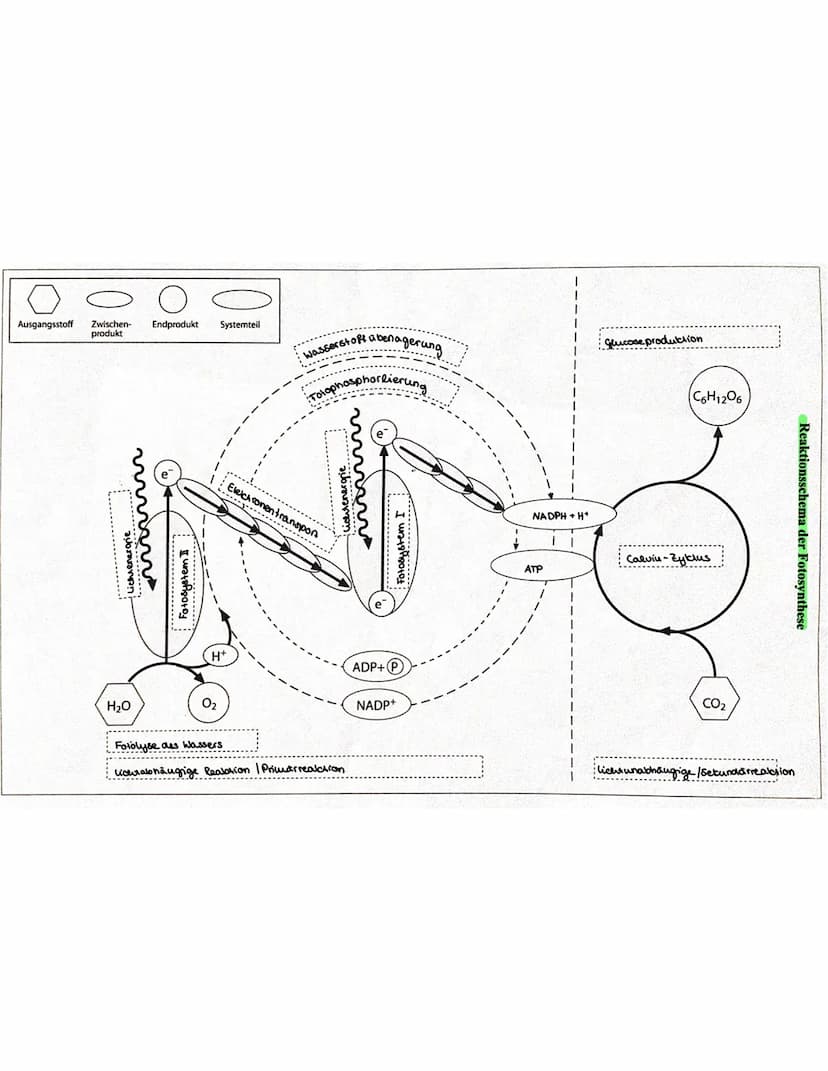 AUTOTROPHE ASSIMILATION
FOTOSYNTHESE
BEDEUTUNG
Bildung Nahrungsgrundlaage & Voraussetzung für das Leben aller Organismen → Sauerstoff
I
Folo