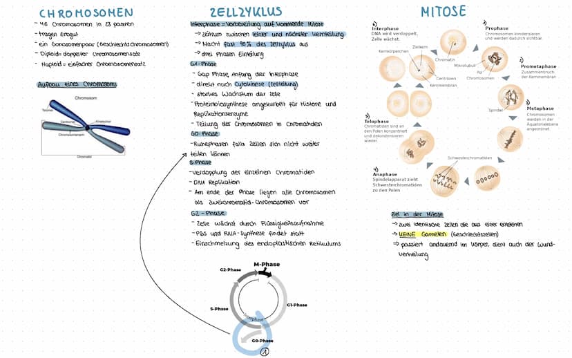 1) Chromosomen
- Aufbau
2) zellzyklus
-Interphase
-Mitose
3) Meiose
1. Reifeteilung
2. Reifeteilung.
Ergelonis
•intrachromosomale Rekombinat