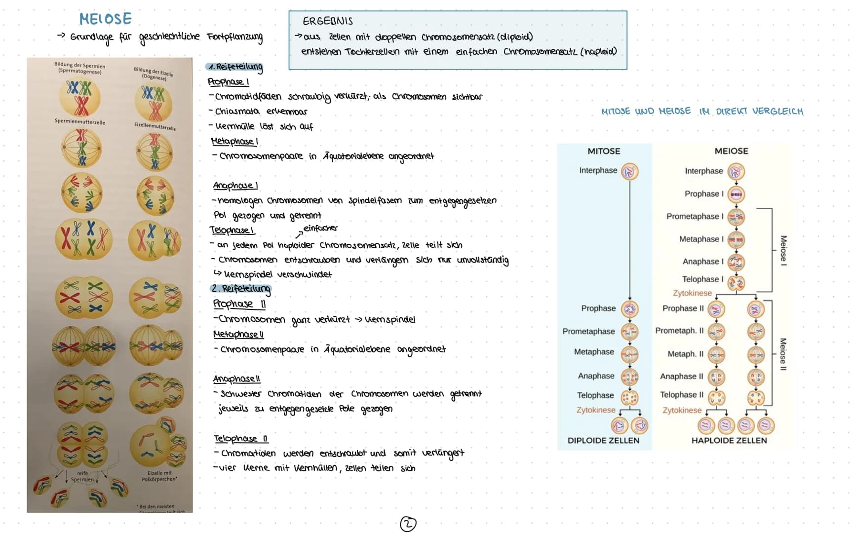 1) Chromosomen
- Aufbau
2) zellzyklus
-Interphase
-Mitose
3) Meiose
1. Reifeteilung
2. Reifeteilung.
Ergelonis
•intrachromosomale Rekombinat
